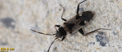 Panaorus albomaculatus