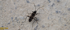Panaorus albomaculatus