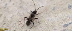 Panaorus albomaculatus