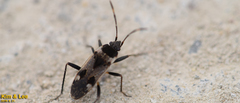Panaorus albomaculatus