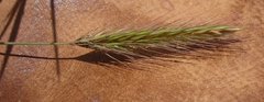 Hordeum secalinum