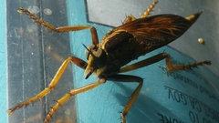 Asilus sericeus