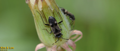 Panaorus albomaculatus