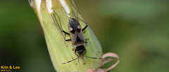 Panaorus albomaculatus