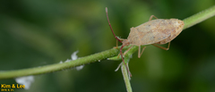 Homoeocerus dilatatus