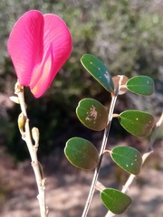 Pyranthus lucens image