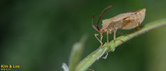 Homoeocerus dilatatus