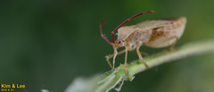 Homoeocerus dilatatus