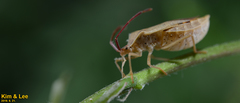 Homoeocerus dilatatus
