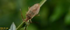 Homoeocerus dilatatus