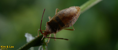 Homoeocerus dilatatus
