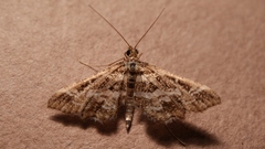 Diasemiopsis ramburialis