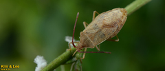 Homoeocerus dilatatus