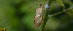 Homoeocerus dilatatus