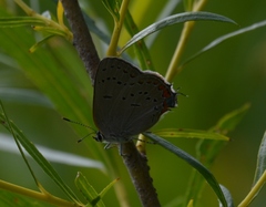 Satyrium acadica