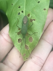 Homoeocerus graminis