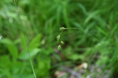 Carex tenera