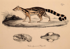 Abyssinian Genet photo 5