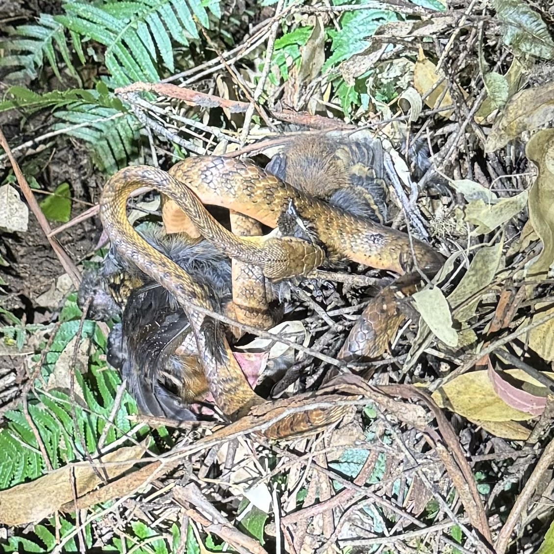 Australian Logrunner illustration