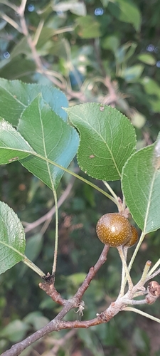 Pyrus betulifolia