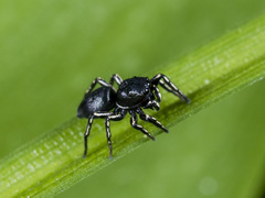 Heliophanus potanini