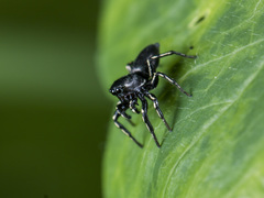 Heliophanus potanini