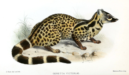 Giant Genet (Genetta victoriae) — Least Concern Mammalia