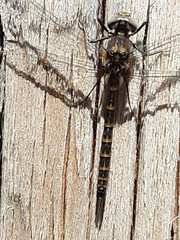 Williamsonia lintneri