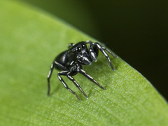 Heliophanus potanini