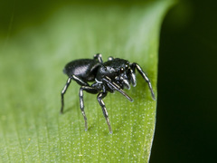 Heliophanus potanini