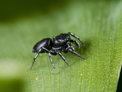 Heliophanus potanini