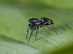 Heliophanus potanini