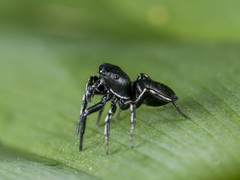 Heliophanus potanini