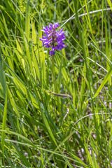 Dactylorhiza sibirica