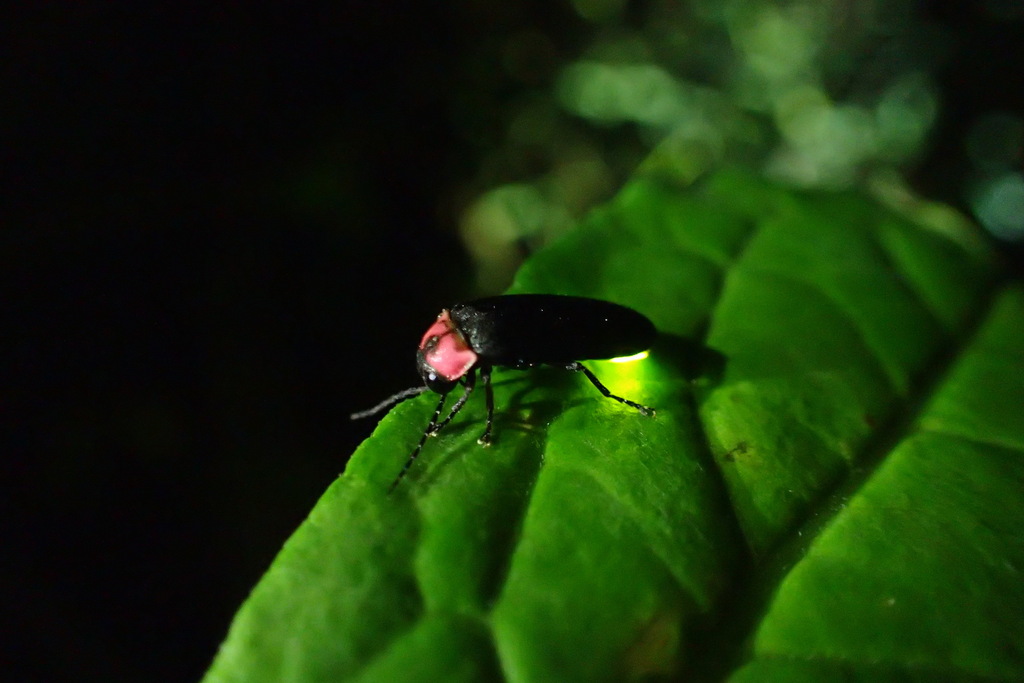Genji Firefly (Fireflies of the United States - Lampyridae