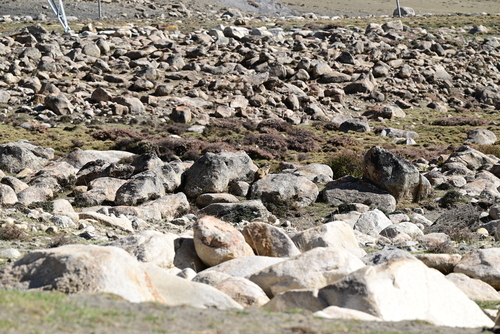 Himalayan Marmot