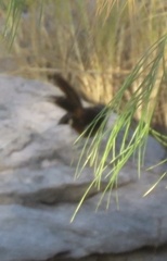 White-Throated Grasswren photo 2