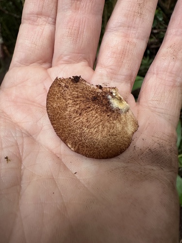 Crepidotus observed 2024-08-31