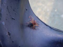 Gonocerus insidiator