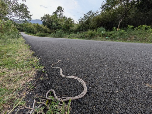 Photo of a Sahyadri Vine Snake (Ahaetulla sahyadrensis)