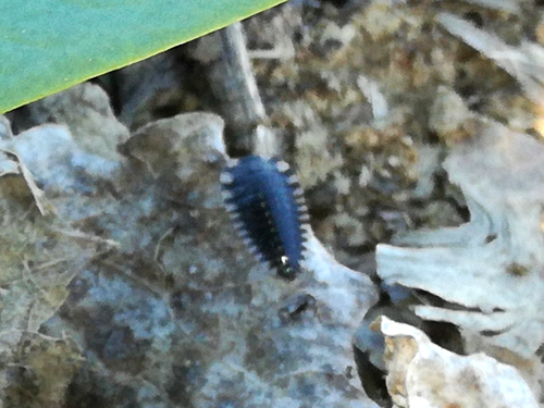 zdochlinár červenoštíty (Oiceoptoma thoracicum)