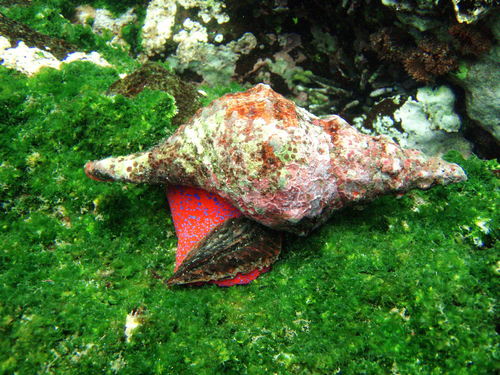 Panamanian Tulip Snail