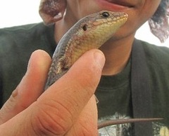 Plestiodon kishinouyei