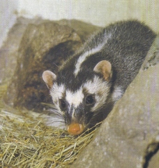 Javan Ferret-Badger photo 4