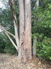 Eucalyptus robusta