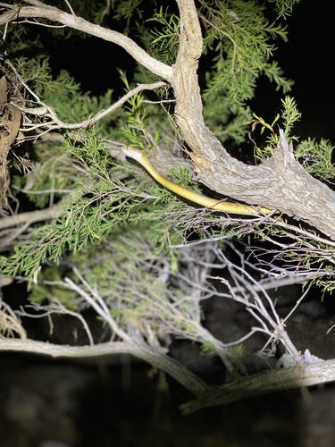 Brown Tree Snake sighting