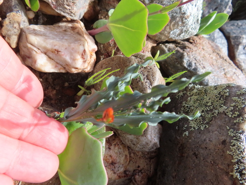 Image of Babiana striata by (c) linkie, some rights reserved (CC BY)