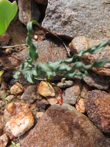Image of Babiana striata by (c) linkie, some rights reserved (CC BY)