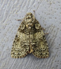 Acronicta increta