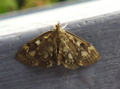 Anania tertialis